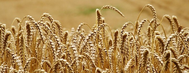 Récord de exportaciones de trigo