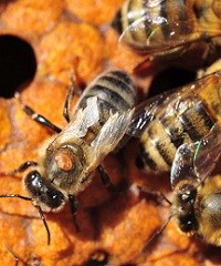 Qué flores que contagian Varroa