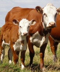 Con calor, el ganado consume hasta un 60% más de agua