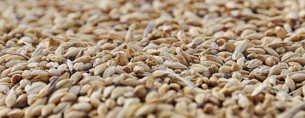 Apareció el mercado de calidad de trigo en plena cosecha 