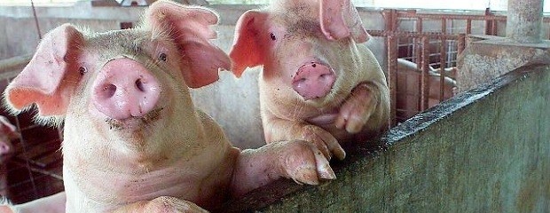 Producción porcina: Se faenaron más de 6 millones de cabezas