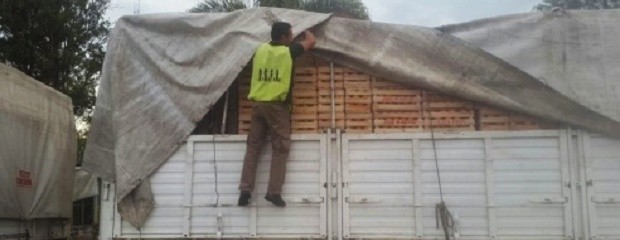 Intensifican controles contra el HLB en rutas entrerrianas