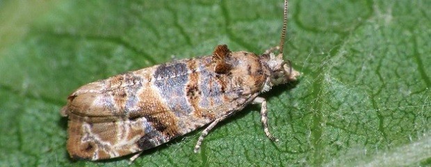 Detectaron polilla que ataca cultivos de uvas y arándanos