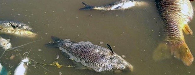 La mortandad de peces fue por déficit de oxigeno en el agua