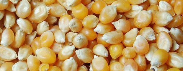 Argentina se consolida como exportador de maíz pisingallo