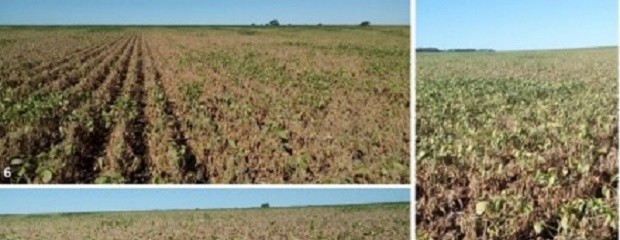 La soja entrerriana en la cuerda floja