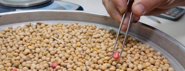 La Argentina, en el top ten de los productores de semillas