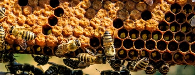 Las ventas de miel pisaron las 70 mil toneladas