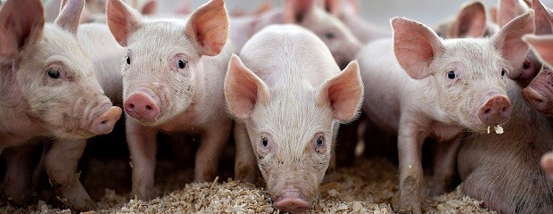 Las exportaciones porcinas crecieron un 6% en 2017