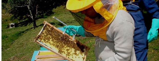 Apicultura: El calor y la sequía complicaron el panorama