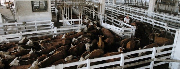 Por la sequía, entran a Liniers vacas de menor calidad