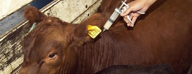 Más de 44 millones de bovinos fueron vacunados contra aftosa