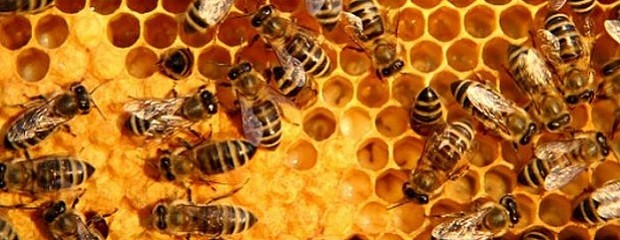 Argentina venderá  gelatina bovina, abejas y cueros a Túnez
