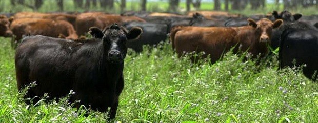 Alertan por casos de intoxicación con nitratos en bovinos