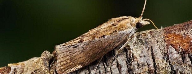 Alerta por polilla importada que ataca a bosques y frutales