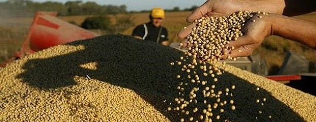 China paralizó las compras de soja estadounidense