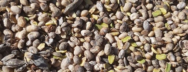 Cómo evitar descuentos por soja de mala calidad 