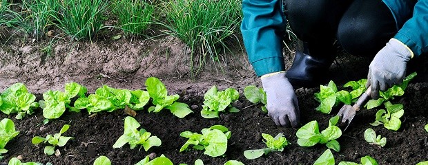 UE adoptó medidas en pos de la calidad de sus productos