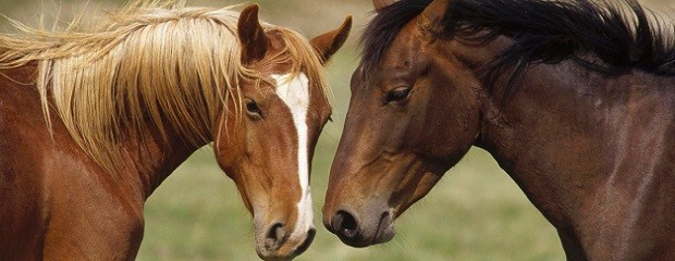 Influenza equina: Argentina informó que atenuó la epidemia