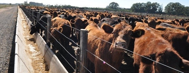 El ternero y el maíz, dos problemas para el feedlot