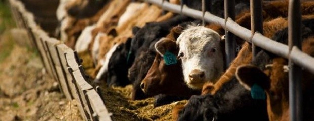 Argentina amplía la exportación de semen bovino a Kenia