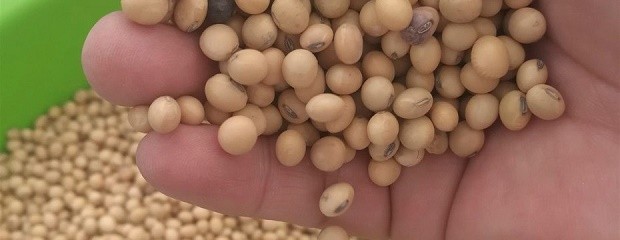 ¿Cuándo se considera que el grano está dañado?