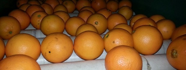 Cerraron más de 70 galpones de empaque de cítricos