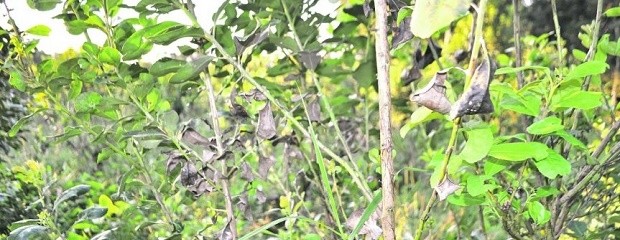 La enfermedad que provoca graves pérdidas de yerba mate y té