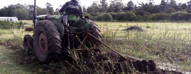 Interdicción y destrucción de 6500 plantas cítricas