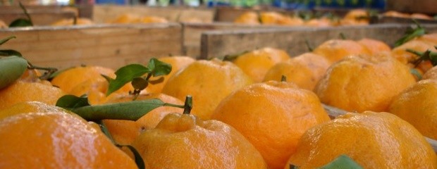 México busca importar cítricos dulces argentinos