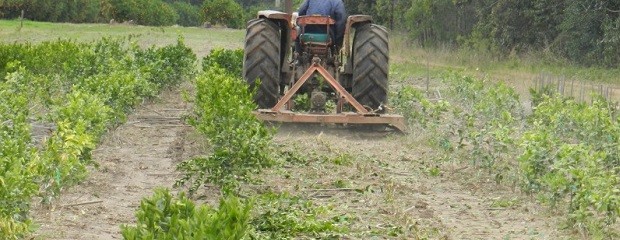HLB: Acciones para proteger la citricultura de Entre Ríos