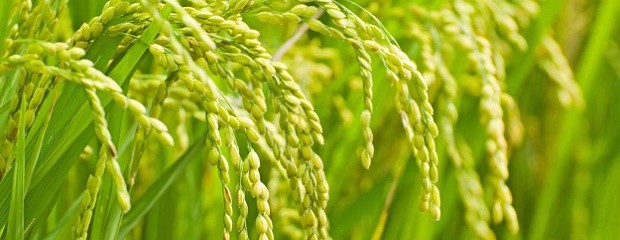  Fuerte caída en las exportaciones de arroz