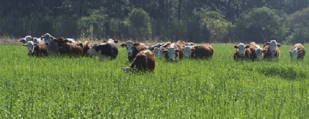 Argentina puede duplicar su producción de carne