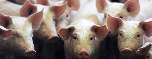Se profundizan márgenes negativos de las granjas de cerdos