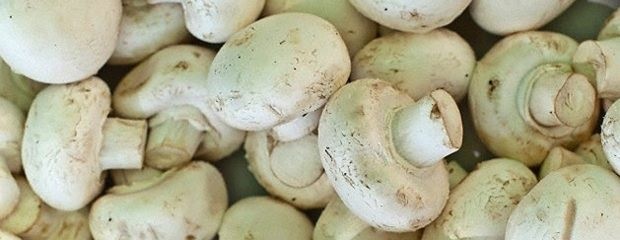 Trabajan en la clasificación de hongos comestibles