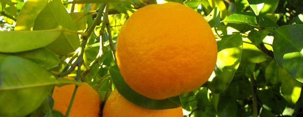 Mandarinas, naranjas y pomelos los frutos del invierno