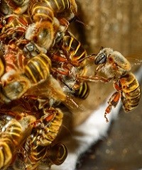 Manejo de abejas sin utilizar químicos