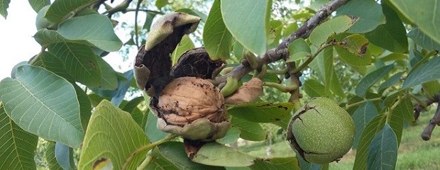 El país produce frutos secos aptos para mercados de calidad