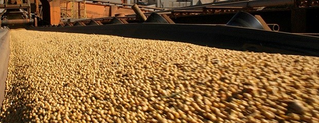Importaciones de soja crecieron un 265% el primer semestre