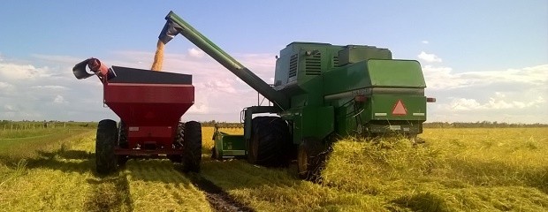  Se estima una caída de la producción de arroz