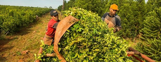 Por consenso se fijó el precio de la yerba mate