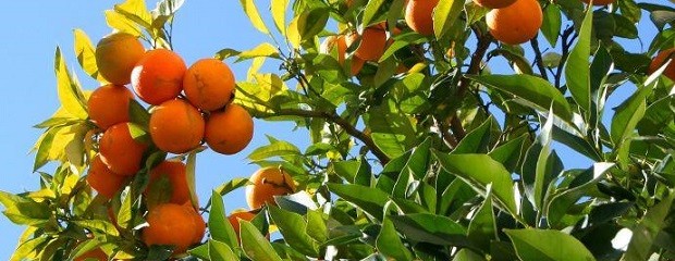 Citrícolas viajaron a Florida, para ver efectos del HLB