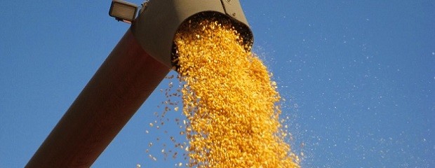 Las exportaciones de maíz crecieron más del 19% en valor