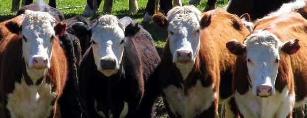 El stock ganadero alcanzó los 54,8 millones de animales