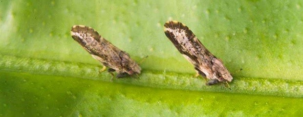 Este insecto posibilitará el control del vector del HLB