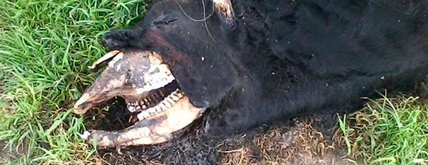 Lamentan pérdidas por vacas mutiladas