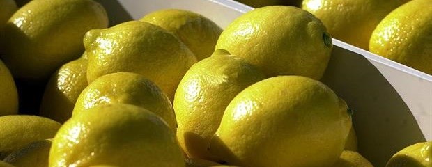 Se enviaron casi 11 mil toneladas de limones a EE.UU.