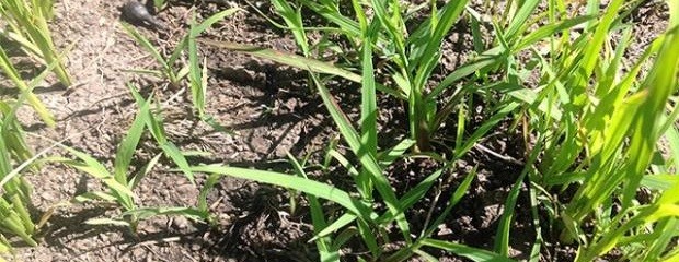 Confirman  nueva resistencia al glifosato y ALS