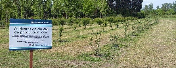 Conservan germoplasma de ciruelos en el Delta del Río Paraná