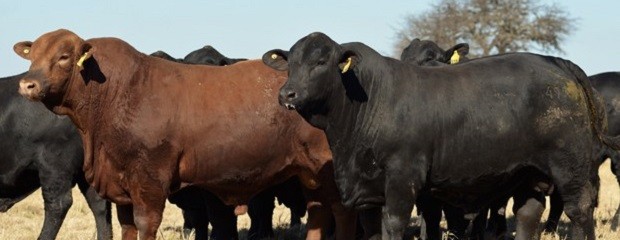 Se posiciona la genética de los toros argentinos en el mundo